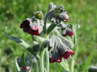 Cynoglossum officinale <br>DOG'S TONGUE, HOUND'S TONGUE