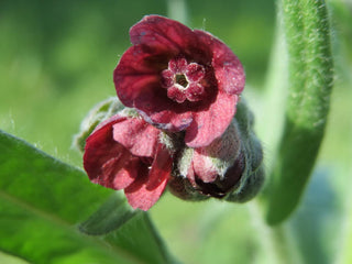 Cynoglossum officinale <br>DOG'S TONGUE, HOUND'S TONGUE