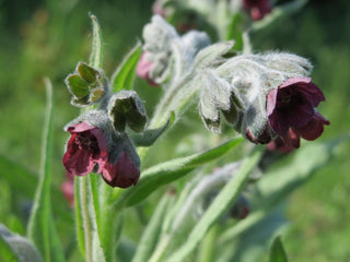 Cynoglossum officinale <br>DOG'S TONGUE, HOUND'S TONGUE