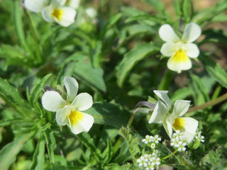 Viola arvensis <br>EUROPEAN FIELD PANSY