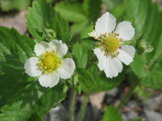 Fragaria vesca <br>WILD WOODLAND STRAWBERRY RED
