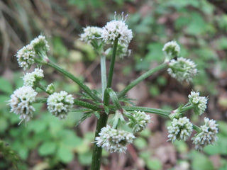 Sanicula europaea <br>SANICLE
