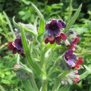 Cynoglossum officinale <br>DOG'S TONGUE, HOUND'S TONGUE