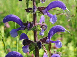 Salvia pratensis <br>SAGE MEADOW, MEADOW CLARY
