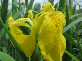 Iris pseudacorus <br>YELLOW FLAG IRIS