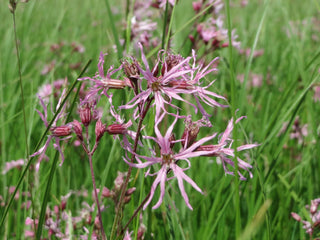 Lychnis flos-cuculi <br>DWARF RAGGED-ROBIN 'NANA'