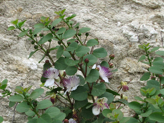 Capparis spinosa <br>FLINDER'S ROSE