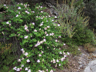 Capparis spinosa <br>FLINDER'S ROSE