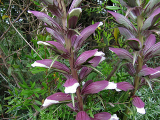 Acanthus spinosus <br>SPINY BEAR'S BRITCHES