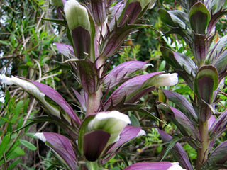 Acanthus spinosus <br>SPINY BEAR'S BRITCHES