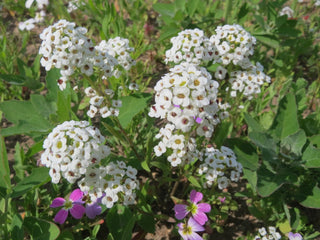 Lobularia <br>WHITE SWEET ALYSSUM