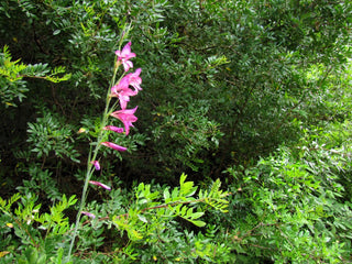 Gladiolus illyricus <br>WILD GLADIOLUS