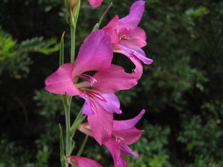 Gladiolus illyricus <br>WILD GLADIOLUS