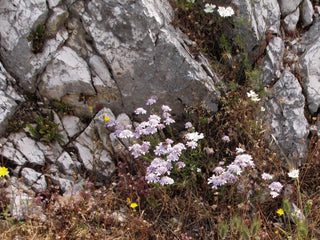 Iberis carnosa <br>PRUIT'S CANDYTUFT