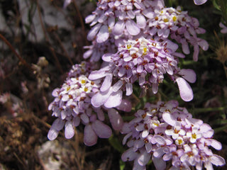 Iberis carnosa <br>PRUIT'S CANDYTUFT