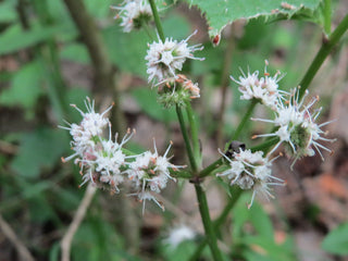 Sanicula europaea <br>SANICLE