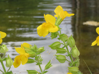 Mimulus guttatus <br>SEEP MONKEY FLOWER