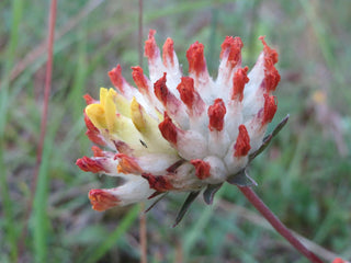 Anthyllis vulneraria <br>KIDNEY VETCH PASTELS