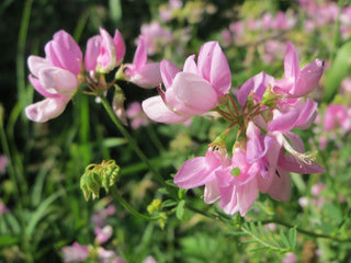 Securigera varia <br>CROWNVETCH, PURPLE CROWN VETCH