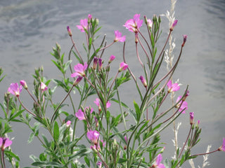 Epilobium hirsutum <br>WILLOWHERB