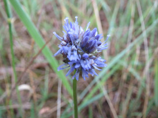 Jasione montana <br>SHEEP'S BIT