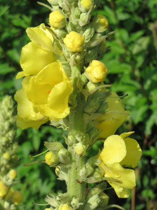 Verbascum thapsus <br>GREAT MULLEIN <br>Organic