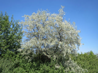 Elaeagnus angustifolia <br>RUSSIAN OLIVE