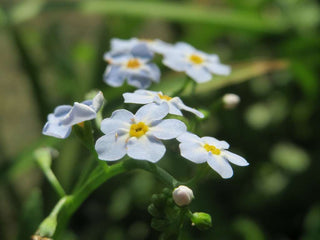 Myosotis scorpioides, Myosotis palustris <br>TRUE FORGET ME NOT, WATER FORGET ME NOT