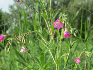 Epilobium hirsutum <br>WILLOWHERB