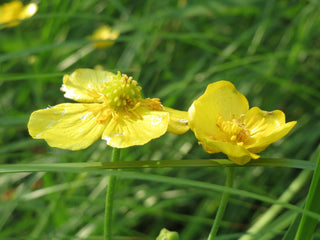 Ranunculus flammula <br>LESSER SPEARWORT