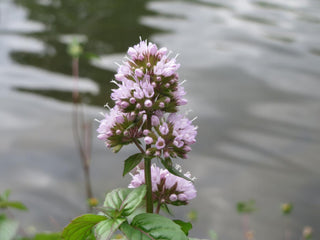 Mentha aquatica, Menths hirsuta <br>WATER MINT