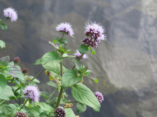 Mentha aquatica, Menths hirsuta <br>WATER MINT