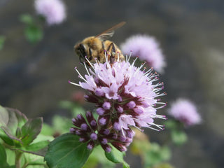 Mentha aquatica, Menths hirsuta <br>WATER MINT