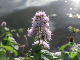 Mentha aquatica, Menths hirsuta <br>WATER MINT