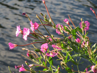 Epilobium hirsutum <br>WILLOWHERB