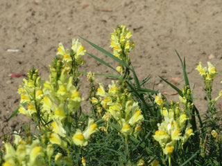 Linaria vulgaris <br>YELLOW COMMON TOADFLAX