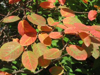 Amelanchier lamarckii <br>JUNEBERRY, SERVICEBERRY, SHADBUSH