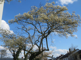 Amelanchier lamarckii <br>JUNEBERRY, SERVICEBERRY, SHADBUSH