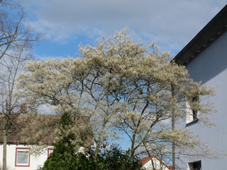 Amelanchier lamarckii <br>JUNEBERRY, SERVICEBERRY, SHADBUSH