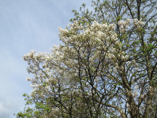 Amelanchier lamarckii <br>JUNEBERRY, SERVICEBERRY, SHADBUSH