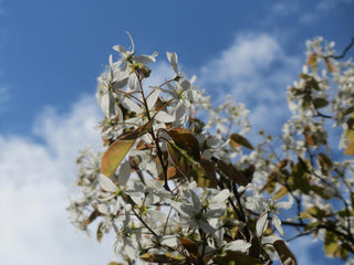 Amelanchier lamarckii <br>JUNEBERRY, SERVICEBERRY, SHADBUSH