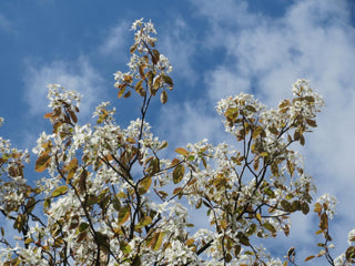 Amelanchier lamarckii <br>JUNEBERRY, SERVICEBERRY, SHADBUSH