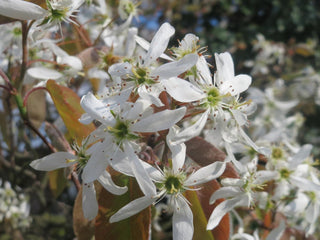 Amelanchier lamarckii <br>JUNEBERRY, SERVICEBERRY, SHADBUSH