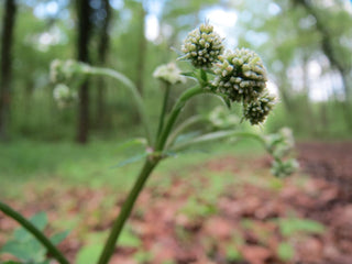 Sanicula europaea <br>SANICLE