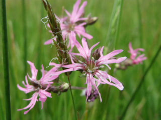 Lychnis flos-cuculi <br>DWARF RAGGED-ROBIN 'NANA'