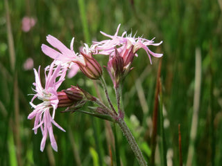 Lychnis flos-cuculi <br>DWARF RAGGED-ROBIN 'NANA'