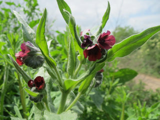 Cynoglossum officinale <br>DOG'S TONGUE, HOUND'S TONGUE