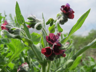 Cynoglossum officinale <br>DOG'S TONGUE, HOUND'S TONGUE