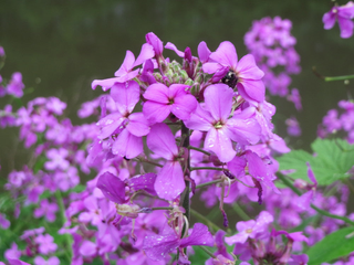 Hesperis matronalis <br>SWEET DAME'S ROCKET