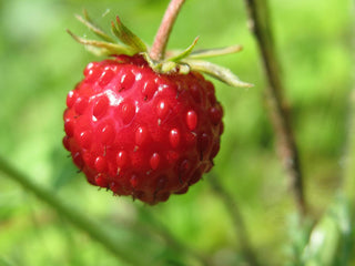Fragaria vesca <br>WILD WOODLAND STRAWBERRY RED